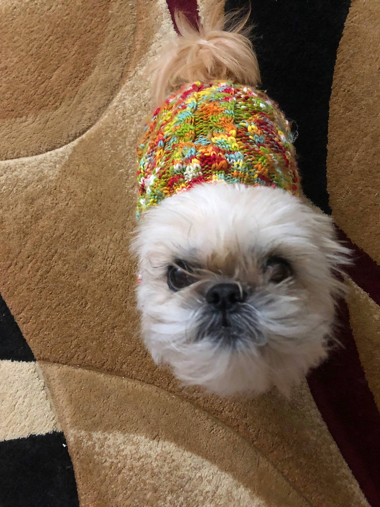 Coco is registered to the contest to win money with this photo: canidae, carnivore, chinese_imperial_dog, cockapoo, companion_dog, dog, dog_breed, dog_clothes, ear, fur, griffon_bruxellois, lhasa_apso, maltepoo, mammal, non_sporting_group, petit_basset_griffon_vendeen, puppy, rare_breed_dog, shih_tzu, toy_dog