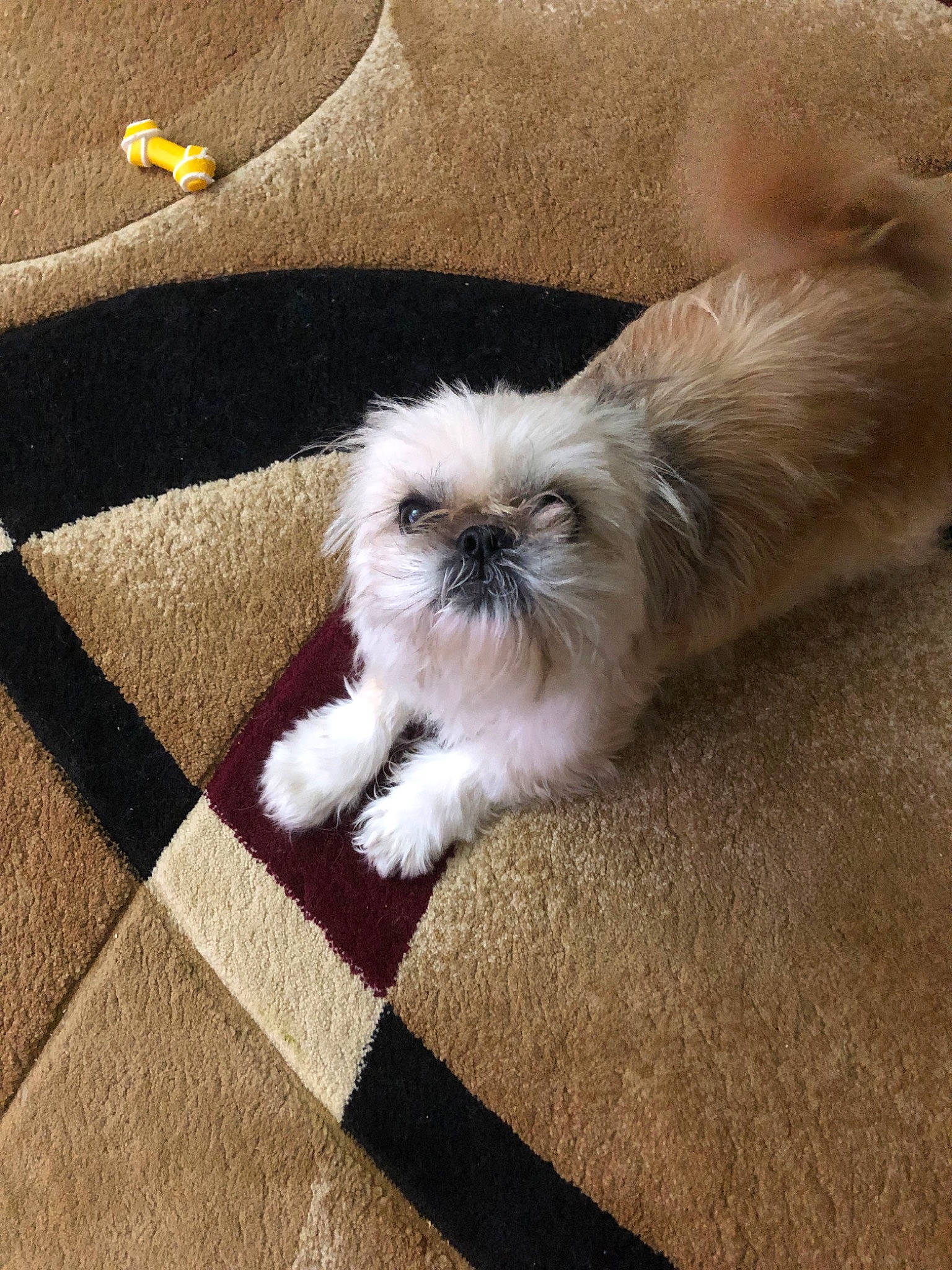 Coco joined the competition — help win amazing prizes! canidae, carnivore, cat, chinese_imperial_dog, companion_dog, eye, fawn, felidae, fur, kitten, mammal, persian, shih_tzu, small_to_medium_sized_cats, tail, whiskers