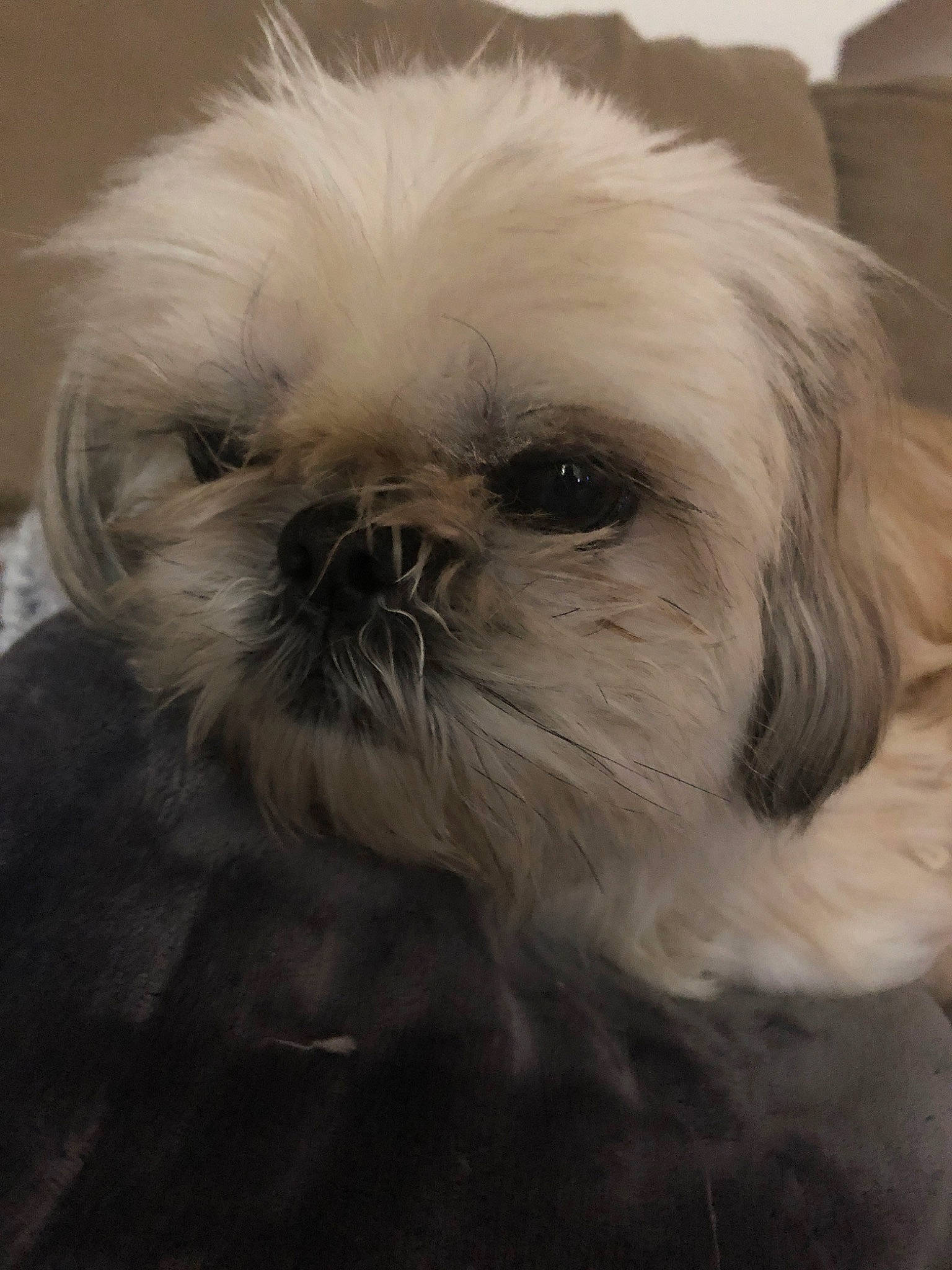 Coco joined the competition — help win amazing prizes! affenpinscher, canidae, carnivore, chinese_imperial_dog, close_up, companion_dog, dog, dog_breed, ear, eye, fur, lowchen, mammal, non_sporting_group, pekapoo, puppy, rare_breed_dog, shih_tzu, snout, toy_dog