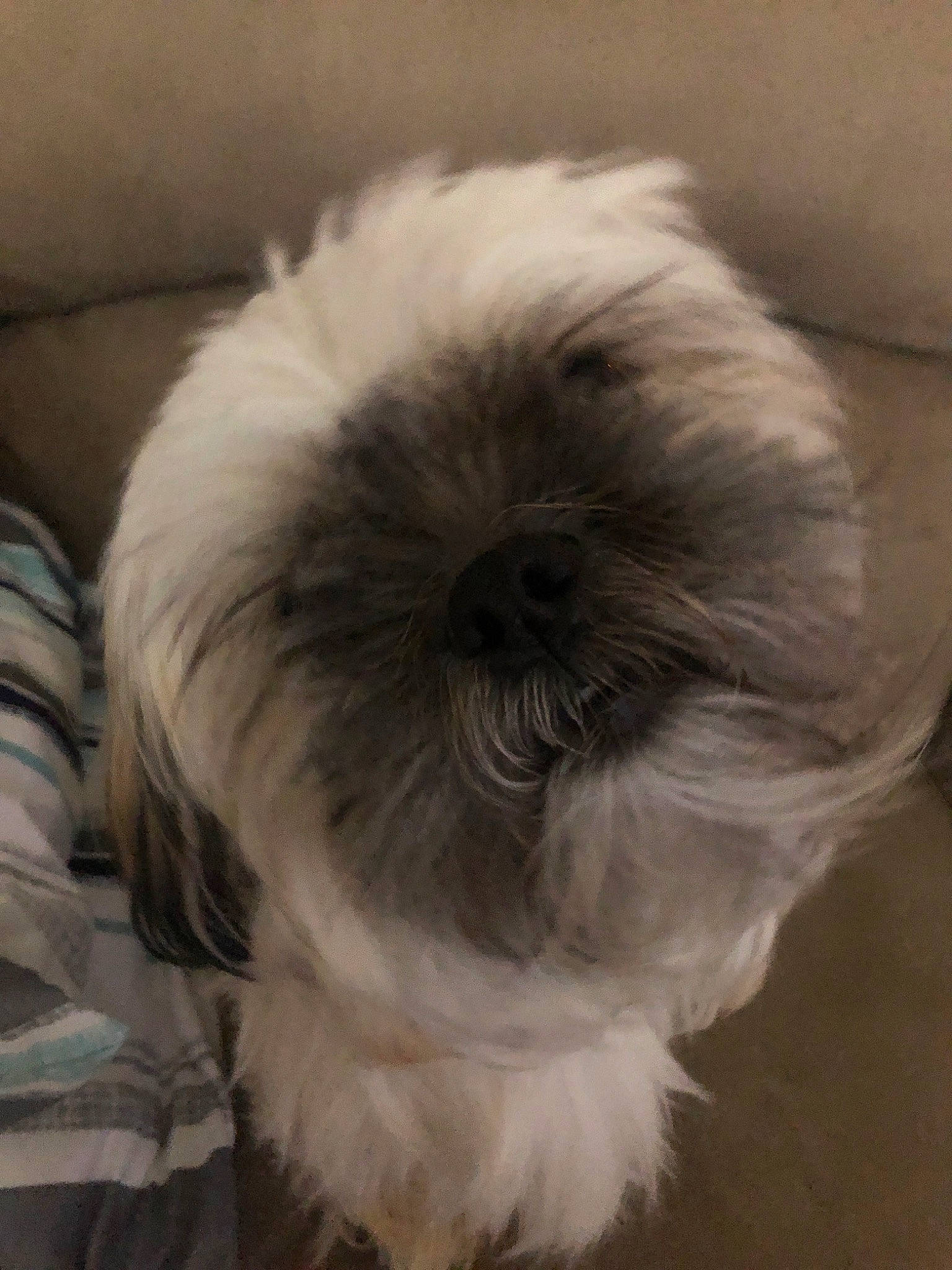 Winnie is registered to the contest to win money with this photo: canidae, carnivore, chinese_imperial_dog, companion_dog, dog, dog_breed, fur, kyi_leo, lhasa_apso, lowchen, maltepoo, mammal, non_sporting_group, old_english_sheepdog, puppy, rare_breed_dog, shih_tzu, snout, tibetan_terrier, toy_dog