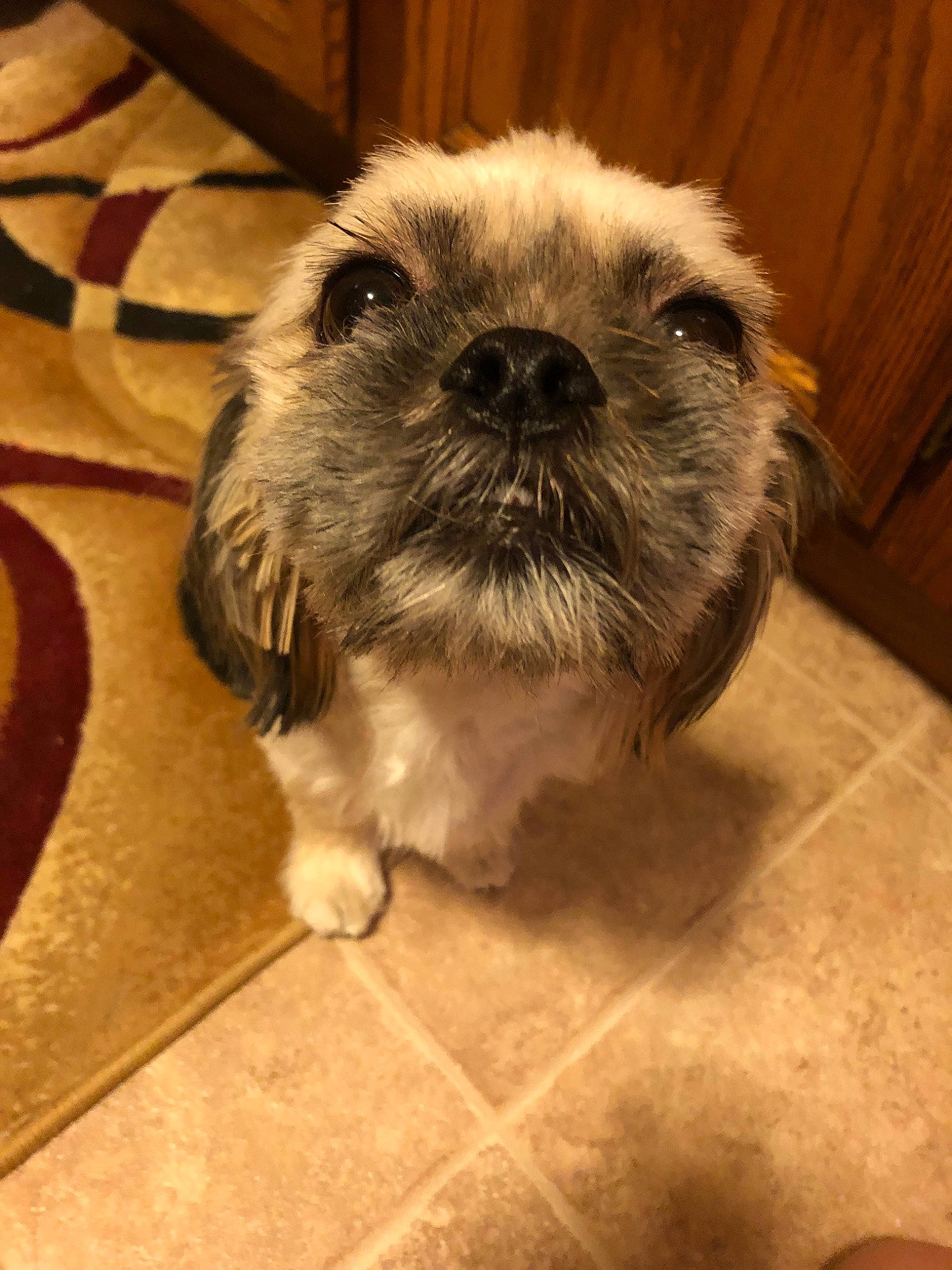 Winnie joined the competition — help win amazing prizes! canidae, carnivore, chinese_imperial_dog, companion_dog, dog, dog_breed, fawn, lhasa_apso, lowchen, mammal, morkie, non_sporting_group, puppy, rare_breed_dog, shih_tzu, snout, sporting_group, sporting_lucas_terrier, toy_dog, vertebrate