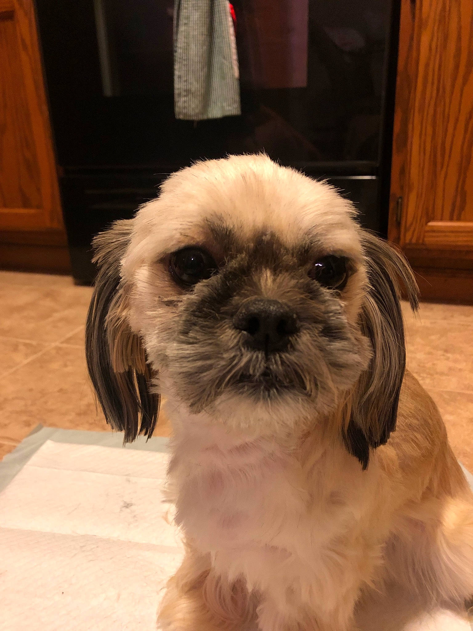 Winnie joined the competition — help win amazing prizes! bolonka, canidae, carnivore, chinese_imperial_dog, companion_dog, dog, dog_breed, kyi_leo, lhasa_apso, mal_shi, maltepoo, mammal, morkie, pekapoo, puppy, schnoodle, shih_poo, shih_tzu, snout, vertebrate