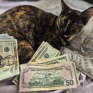 Molly joined the competition — help win amazing prizes! animal, bed, blanket, cash, cat, closeup, currency, dollar_bills, domestic_cat, feline, fur, indoor, laying_down, mammal, money, pet, resting, striped, tortoiseshell_cat, us_currency