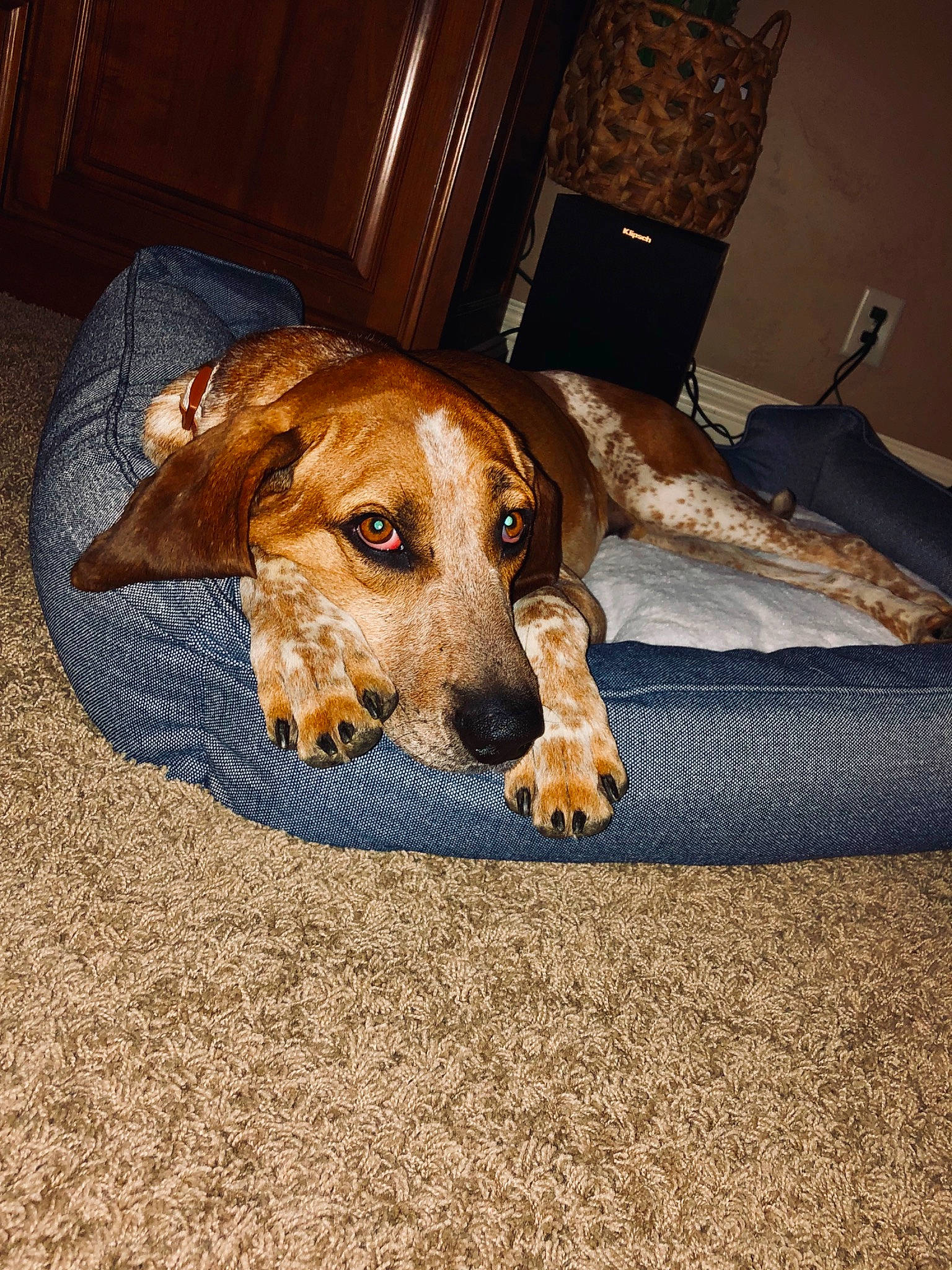 Huxley is registered to the contest to win money with this photo: brown, canidae, carnivore, comfort, companion_dog, dog, dog_breed, flooring, hardwood, liver, pet_supply, sporting_group, wood, working_animal