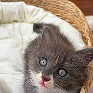 Bloom participe au concours pour gagner de l'argent avec cette photo : kitten, cat, gray_fur, white_fur, blue_eyes, green_eyes, whiskers, pink_nose, paws, fluffy, cute, curious, sitting, basket, woven_basket, pet_bed, blanket, indoor, portrait, animal