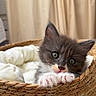 cat, kitten, gray_cat, white_paws, animal, pet, basket, woven_basket, blanket, bedding, indoors, cozy, cute, fluffy, whiskers, ears, eyes, portrait, closeup, home_decor