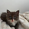 Bloom participe au concours pour gagner de l'argent avec cette photo : kitten, cat, gray_fur, white_fur, fluffy, blue_eyes, whiskers, pink_nose, paw, animal, pet, portrait, indoors, bed, bedding, blanket, soft, cute, centered, close_up