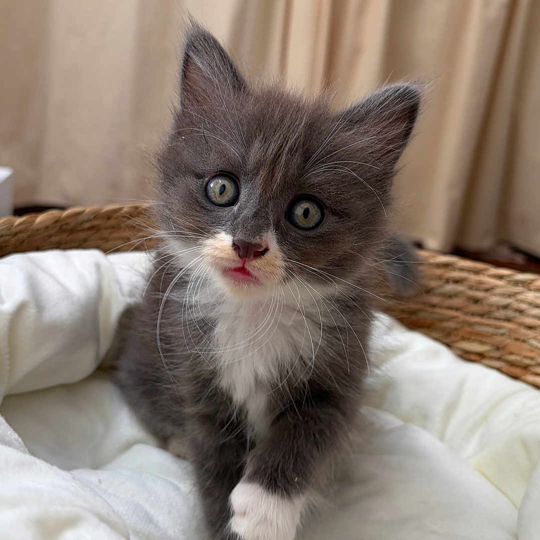 Bloom participe au concours pour gagner de l'argent avec cette photo : kitten, cat, gray_fur, white_fur, blue_eyes, face, whiskers, ears, paws, standing, cute, adorable, portrait, indoor, blanket, cushion, basket, curtain, close_up, animal