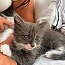 Bloom participe au concours pour gagner de l'argent avec cette photo : kitten, cat, gray_cat, white_paws, fluffy, whiskers, blue_eyes, pet, animal, cuddling, lap, person, close_up, portrait, indoor, soft_lighting, white_clothing, relaxed, cute, photography