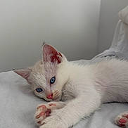 Baïha a rejoint le concours — aidez-le/la à gagner de superbes lots ! kitten, cat, white_fur, blue_eyes, pink_nose, pink_paws, sleeping, lying_down, stretching, paw, whiskers, ears, fur, bed, bedding, bedroom, indoor, cozy, cute, animal