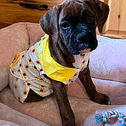 Peaches is registered to the contest to win money with this photo: puppy, dog, pet, bed, soft, cozy, outfit, sunflower, yellow, brown, toy, rope_toy, indoor, cute, young_dog, canine, animal, resting, fur, ears