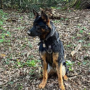 Athi participe au concours pour gagner de l'argent avec cette photo : dog, german_shepherd, animal, pet, outdoor, forest, leaves, nature, harness, sitting, brown, black, ears, alert, canine, woodland, ground, tree, moss, daylight