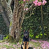 alert, animal, bark, canine, dog, fence, flower_petals, foliage, garden, german_shepherd, grass, moss, nature, outdoor, pet, pink_flowers, sitting, spring, tree, trunk