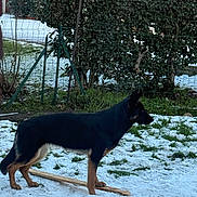 Athi Moro participe au concours pour gagner de l'argent avec cette photo : alert, animal, black, bush, canine, daylight, dog, fence, grass, house, nature, outdoor, pet, snow, standing, stick, tan, tree, window, yard