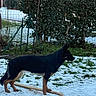 alert, animal, black, bush, canine, daylight, dog, fence, grass, house, nature, outdoor, pet, snow, standing, stick, tan, tree, window, yard