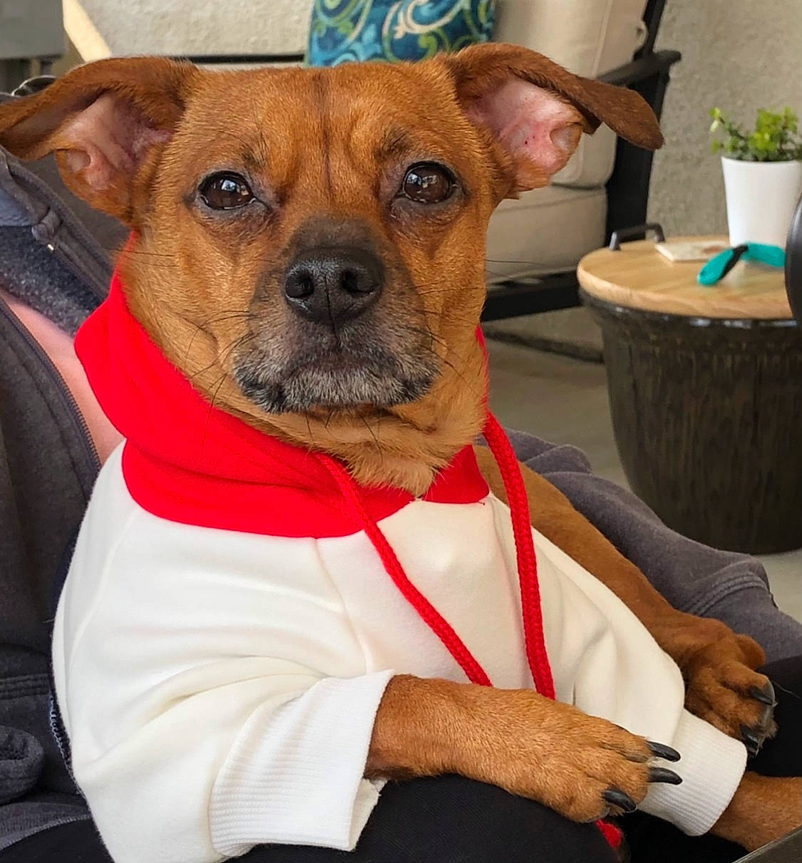 Scooby is registered to the contest to win money with this photo: canidae, carnivore, collar, companion_dog, dog, dog_breed, dog_clothes, dog_collar, dog_supply, ear, fawn, flowerpot, fur, houseplant, plant, snout, sporting_group, toy_dog, whiskers, working_animal