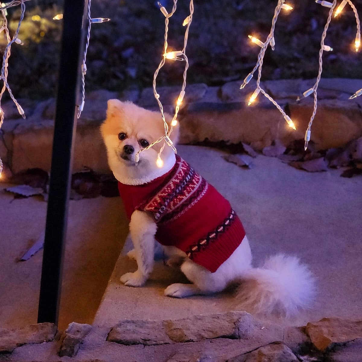 Dofe joined the competition — help win amazing prizes! animal, cozy, curious, cute, dog, festive, fur, glowing, lights, night, outdoor, pet, red_sweater, small_dog, step, stone, string_lights, sweater, tail, white_dog