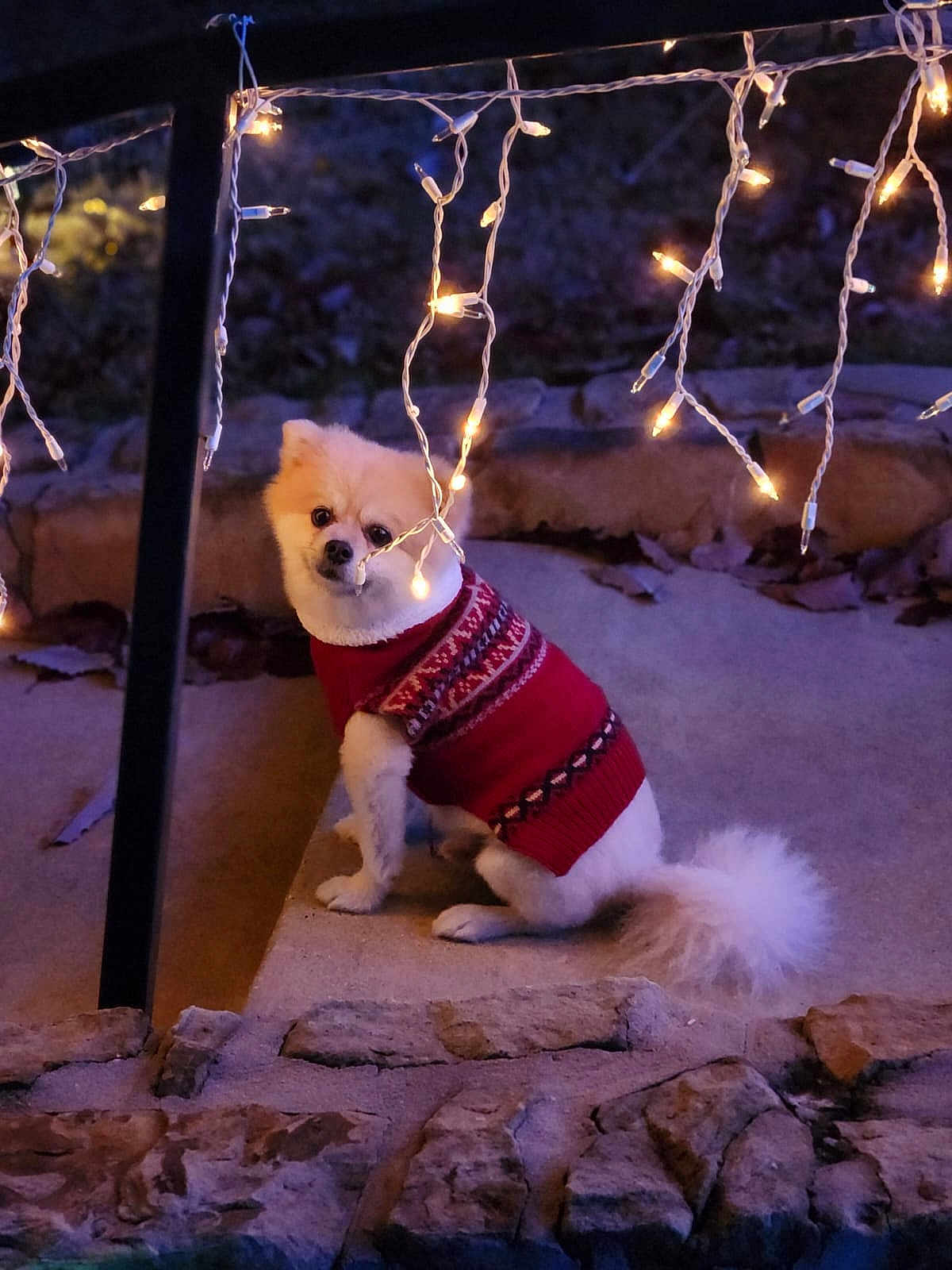 Dofe joined the competition — help win amazing prizes! dog, white_dog, small_dog, sweater, red_sweater, string_lights, night, outdoor, stone, step, curious, festive, lights, glowing, cute, pet, fur, tail, animal, cozy
