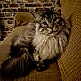 animal, brick_wall, cat, close_up, cozy, ears, feline, fluffy, home, indoor, long_hair, mustard_yellow, pet, portrait, relaxed, resting, sofa, tail, textured, whiskers