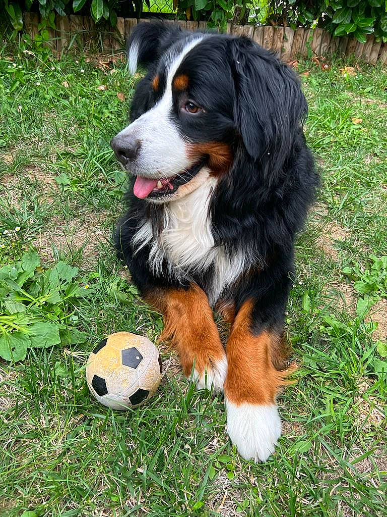Malow participe au concours pour gagner de l'argent avec cette photo : ball, bernese_mountain_dog, canidae, carnivore, companion_dog, dog, dog_breed, football, grass, plant, smile, soccer, soccer_ball, sporting_group, sports_equipment, sports_gear, terrestrial_animal, working_dog