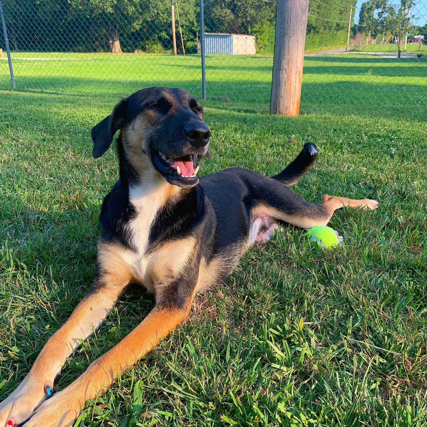 Prince is registered to the contest to win money with this photo: animal, backyard, ball, canine, dog, grass, hound, lawn, nature, outdoors, park, pet, plant, puppy, sport, summer, tennis, tennisball, tree, yard