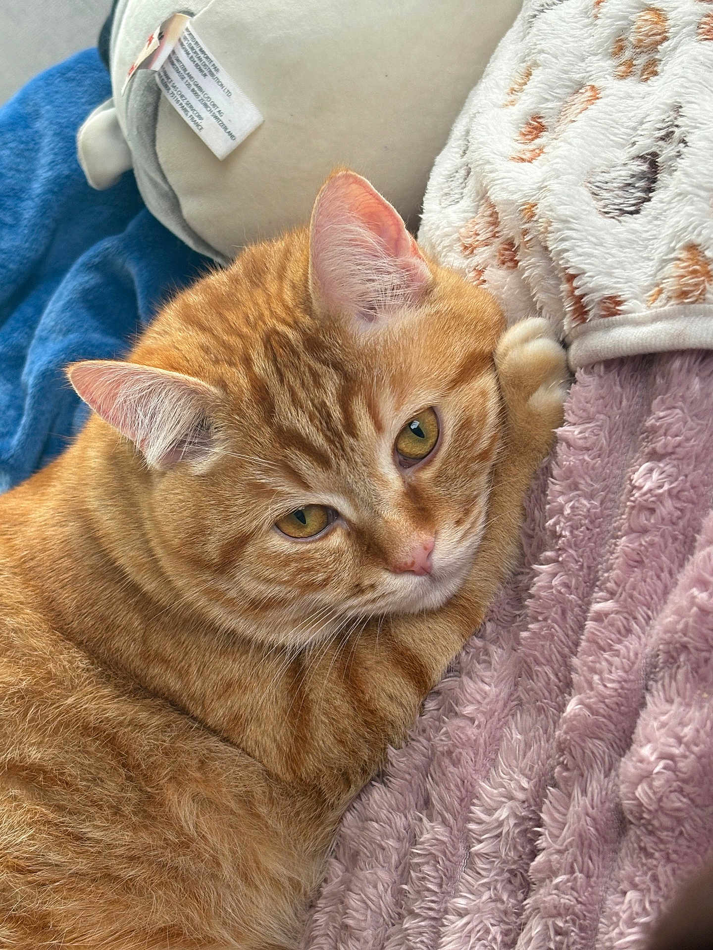 Zyp a rejoint le concours — aidez-le/la à gagner de superbes lots ! cat, ginger_cat, pet, animal, feline, close_up, soft_texture, blanket, plush_toy, cozy, relaxed, indoor, fur, whiskers, paw, cute, resting, sleepy, domestic_cat, yellow_eyes