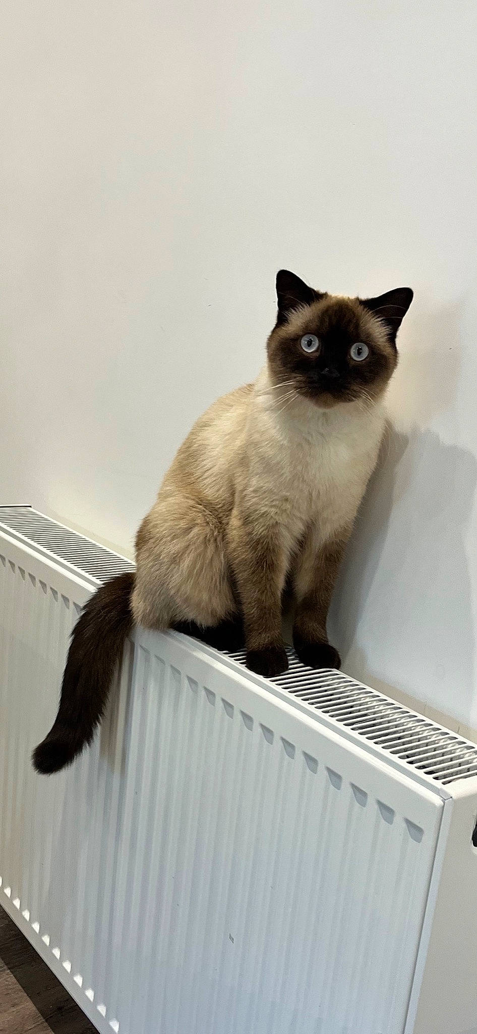 Merlin is registered to the contest to win money with this photo: carnivore, cat, domestic_short_haired_cat, fawn, felidae, fur, gas, pet_supply, rectangle, siamese, small_to_medium_sized_cats, snout, tail, terrestrial_animal, whiskers