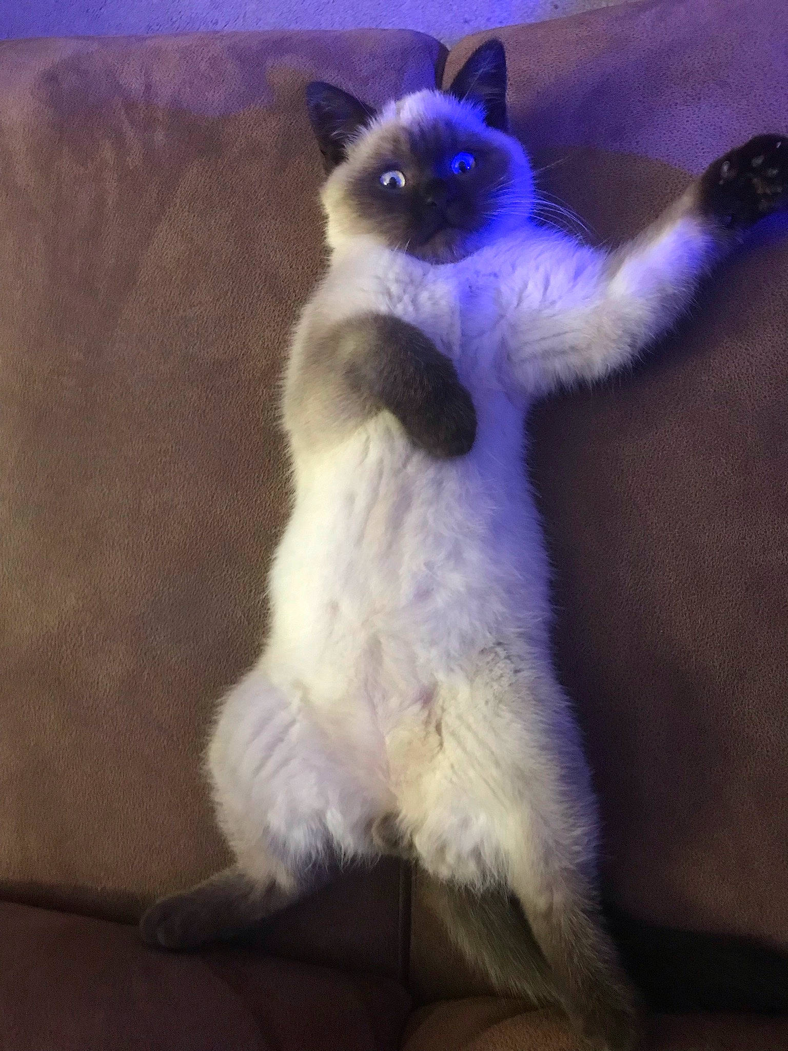 Merlin joined the competition — help win amazing prizes! balinese, cat, electric_blue, fawn, felidae, fur, paw, siamese, small_to_medium_sized_cats, tail, terrestrial_animal, thai, tonkinese, whiskers, wildlife