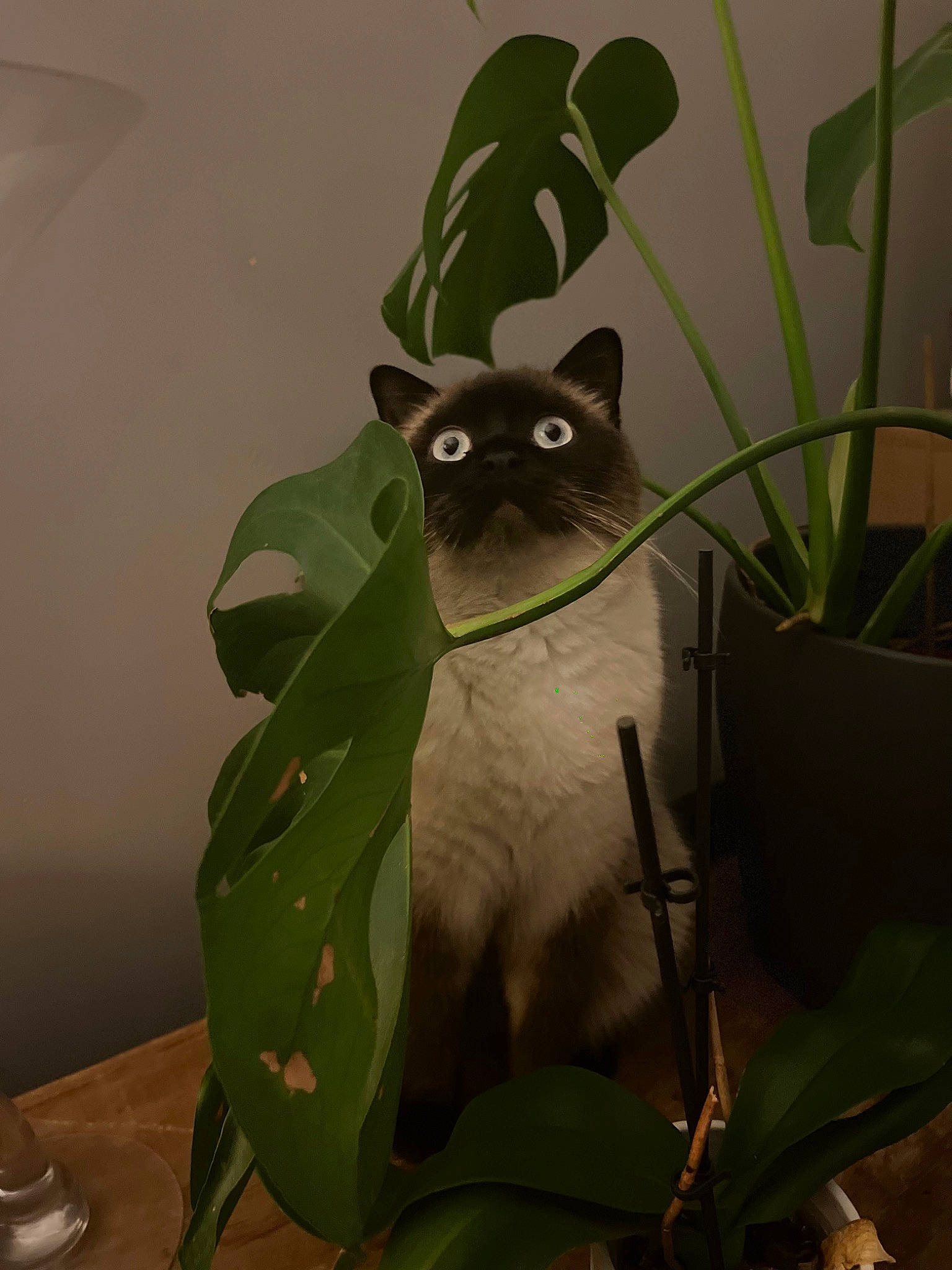 Merlin joined the competition — help win amazing prizes! art, black_cat, carnivore, cat, domestic_short_haired_cat, fawn, felidae, fur, grass, grey, plant, plant_stem, room, siamese, small_to_medium_sized_cats, snout, tail, terrestrial_animal, visual_arts, whiskers