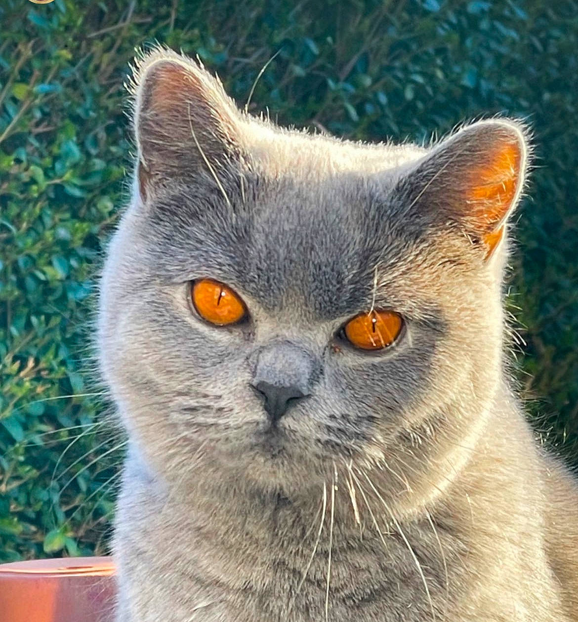 Francesca is registered to the contest to win money with this photo: british_longhair, carnivore, cat, close_up, domestic_short_haired_cat, felidae, flowerpot, fur, plant, small_to_medium_sized_cats, snout, terrestrial_animal, whiskers, window