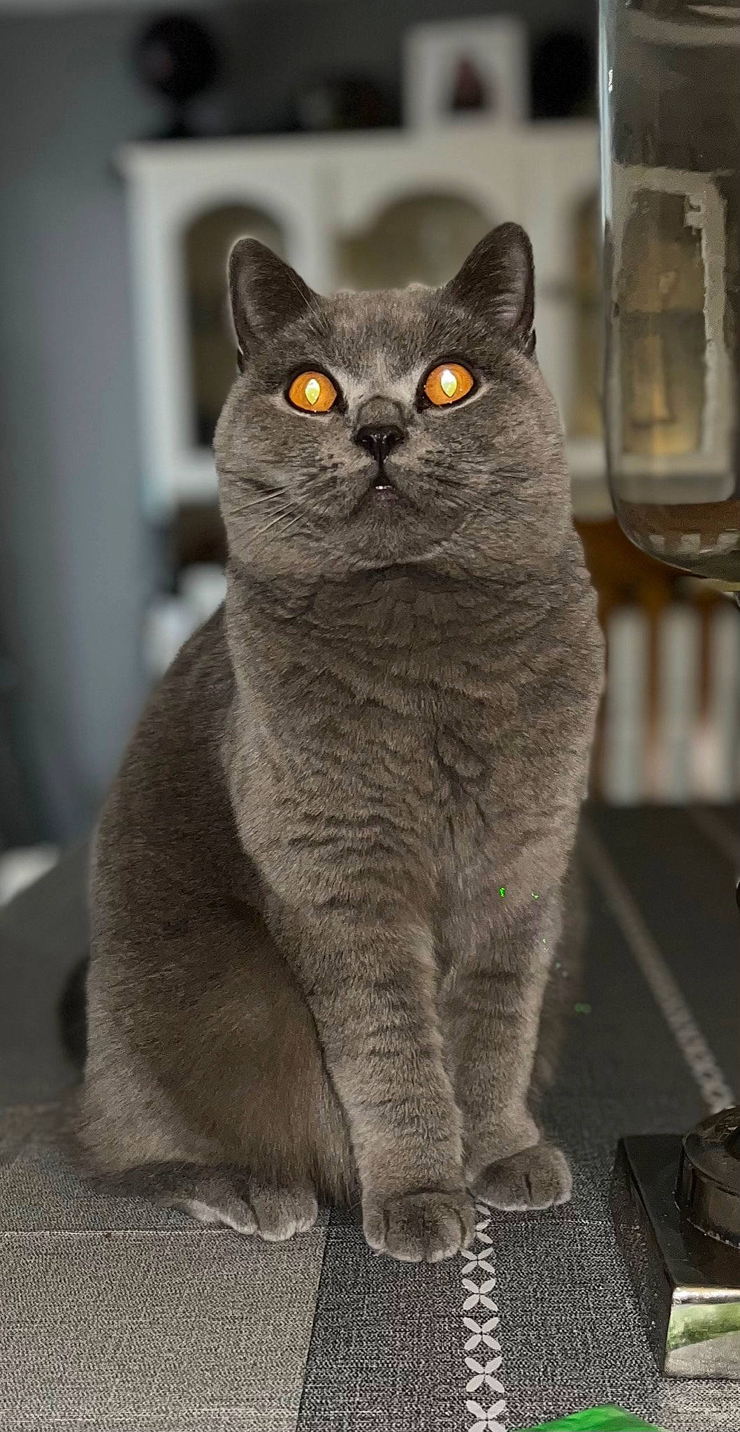 Francesca joined the competition — help win amazing prizes! art, carnivore, cat, curious, domestic_short_haired_cat, eye, felidae, fur, grey, monochrome_photography, sitting, small_to_medium_sized_cats, snout, tail, terrestrial_animal, whiskers, window