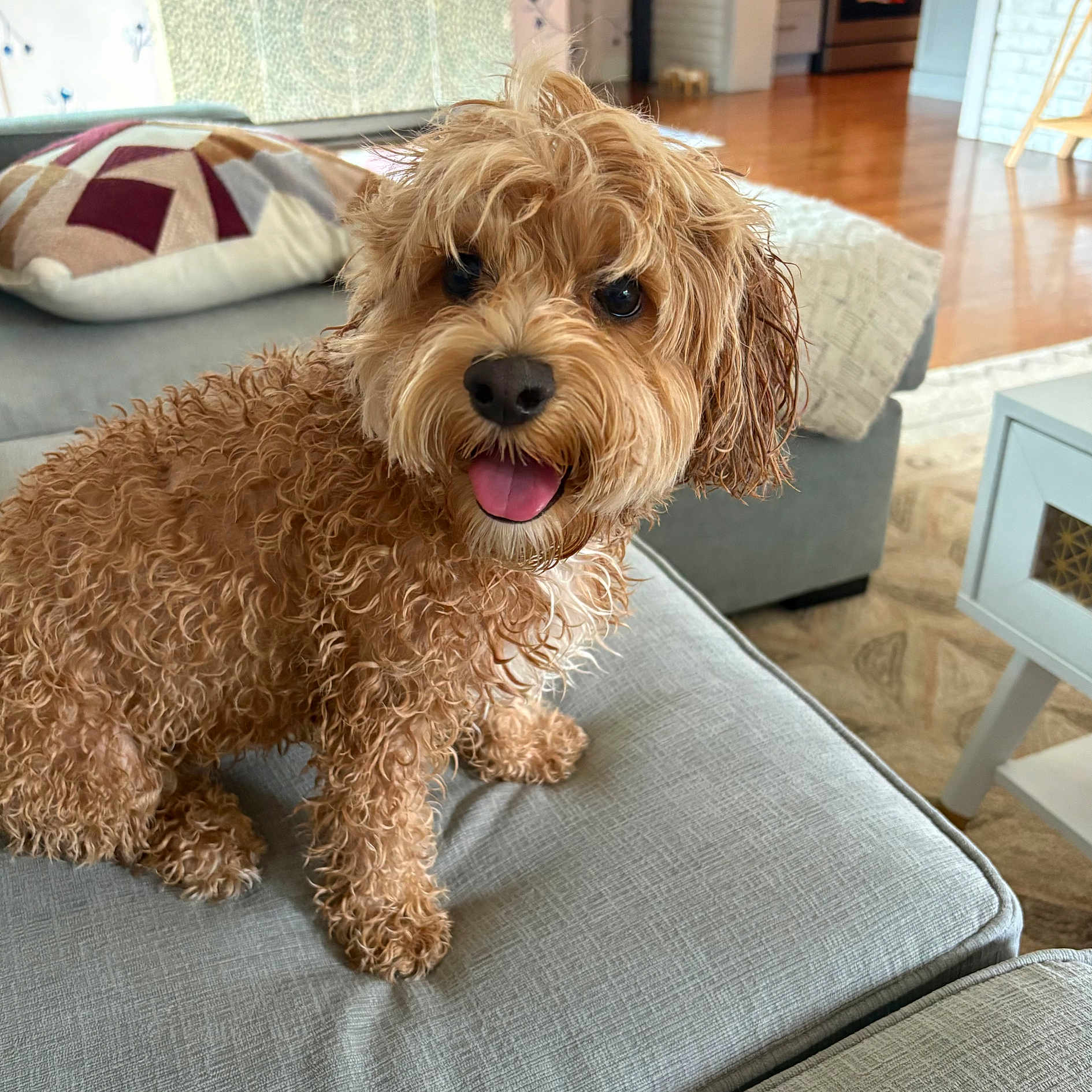 Millie joined the competition — help win amazing prizes! animal, carpet, couch, cozy, curly_hair, cute, dog, ears, fur, happy, home, indoor, living_room, nose, pet, pillow, small_dog, table, tongue_out, wooden_floor