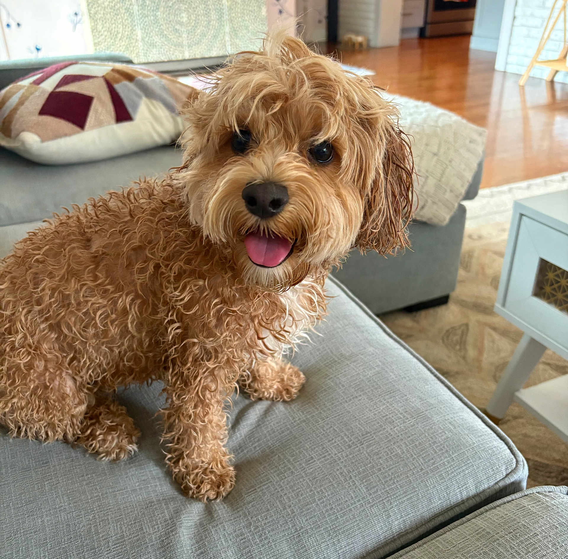 Millie joined the competition — help win amazing prizes! dog, curly_hair, pet, indoor, couch, living_room, happy, tongue_out, fur, home, pillow, carpet, table, wooden_floor, cozy, small_dog, nose, ears, animal, cute