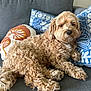 Millie is registered to the contest to win money with this photo: dog, curly_hair, couch, pillow, blue_pillow, patterned_pillow, mushroom_pillow, relaxed, indoor, pet, fur, snout, paw, tail, home, living_room, furniture, cozy, sleepy, cute
