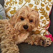 Millie is registered to the contest to win money with this photo: dog, curly_fur, brown_dog, pet, couch, pillow, decorative_pillow, indoor, relaxing, close_up, animal, cute, fur, paw, nose, face, looking_at_camera, cozy, portrait, home