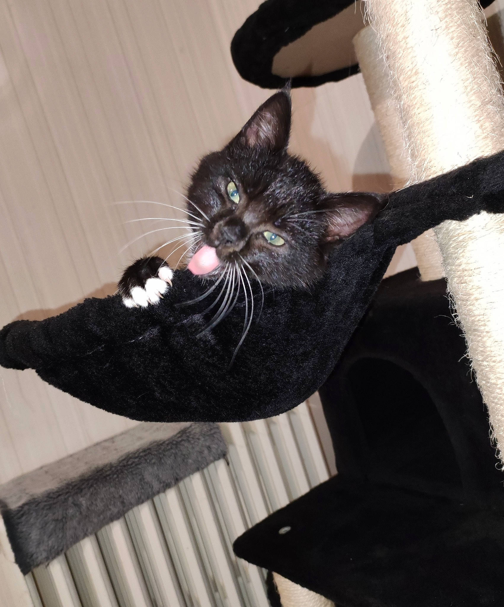 Minnie participe au concours pour gagner de l'argent avec cette photo : black_cat, carnivore, cat, comfort, domestic_short_haired_cat, elbow, fashion_accessory, felidae, foot, fur, gesture, grey, human_leg, leg, monochrome_photography, small_to_medium_sized_cats, tail, tree, whiskers, wrist