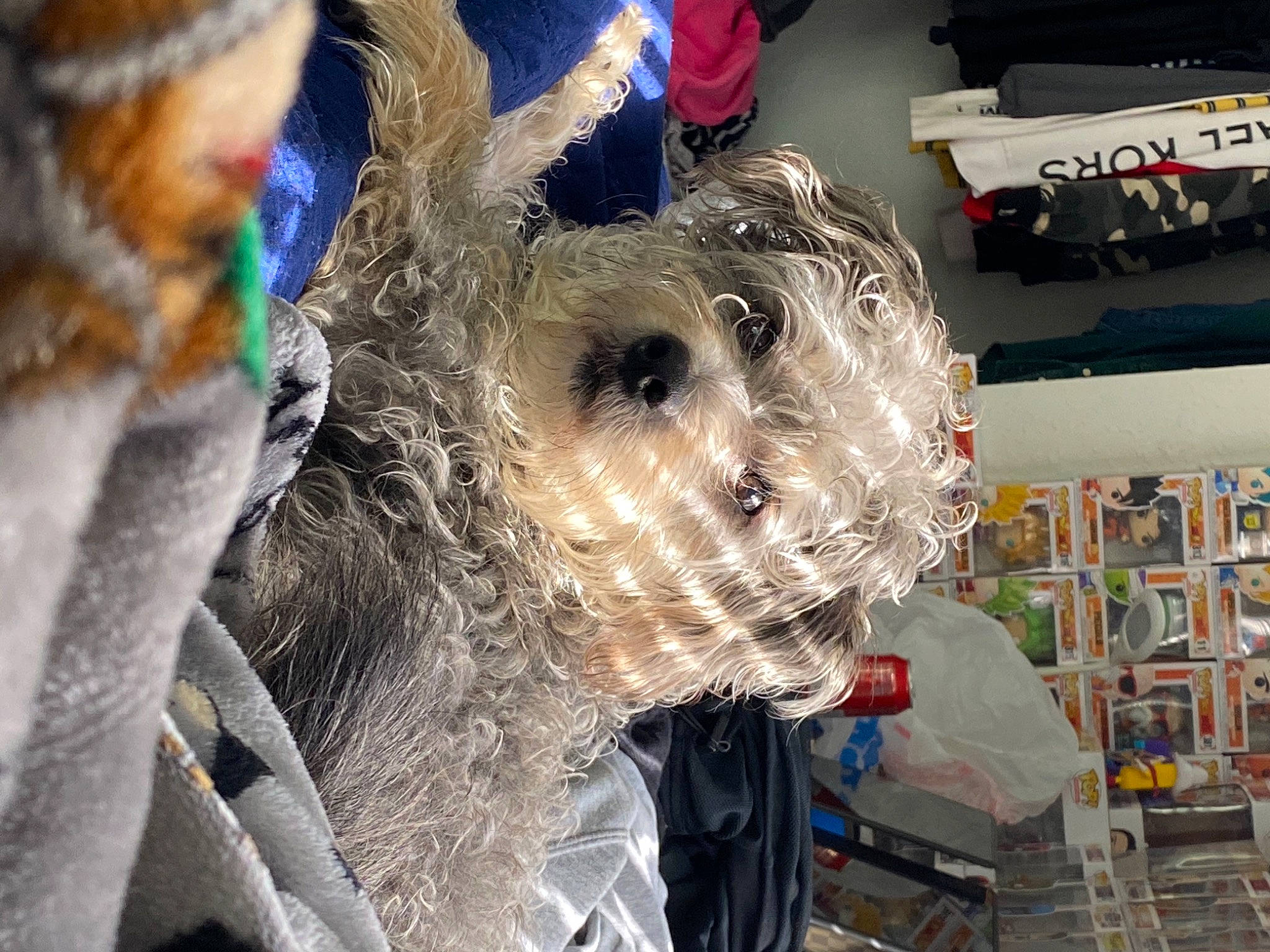 Mowa joined the competition — help win amazing prizes! bookcase, dog_breed, fur, natural_material, service, shelf, shelving, small_terrier, snout, terrier