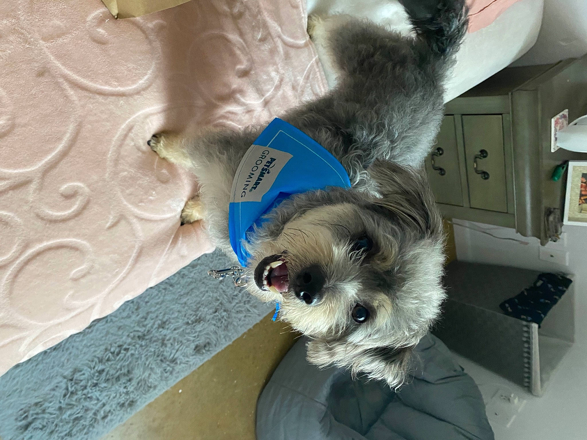 Mowa is registered to the contest to win money with this photo: canidae, carnivore, companion_dog, dog, dog_breed, dog_supply, fur, non_sporting_group, pet_supply, puppy, refrigerator, small_terrier, snout, sporting_group, stuffed_toy, terrier, toy_dog, working_animal, working_dog