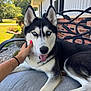 Luna is registered to the contest to win money with this photo: dog, siberian_husky, blue_eyes, pet, hand, outdoor, bench, cushion, fence, grass, tree, house, brick_wall, person_hand, sunlight, relaxing, tongue_out, fur, paw, nail_polish