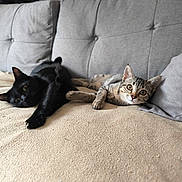 Shadow a rejoint le concours — aidez-le/la à gagner de superbes lots ! cat, black_cat, tabby_cat, pet, animal, feline, indoor, couch, blanket, relaxing, resting, cute, fur, ears, whiskers, eyes, home, cozy, living_room, furniture