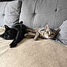 cat, black_cat, tabby_cat, pet, animal, feline, indoor, couch, blanket, relaxing, resting, cute, fur, ears, whiskers, eyes, home, cozy, living_room, furniture