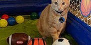 Simba is registered to the contest to win money with this photo: cat, orange_cat, toy_balls, football, basketball, soccer_ball, plastic_balls, play_area, pet_collar, indoor, colorful, pet, animal, cute, feline, sports_toys, netting, green_floor, blue_border, playpen