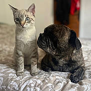 Le Chat participe au concours pour gagner de l'argent avec cette photo : bed, blue_eyes, brindle, canine, cat, companions, cozy, curious, dog, domestic_animals, ears, feline, fur, indoor, lying_down, patterned_bedspread, pet, sitting, soft_light, whiskers