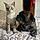 Le Chat