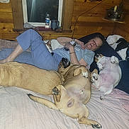 Junior is registered to the contest to win money with this photo: animal, bed, blanket, canine, casual, couch, cozy, dog, flash, indoor, night, pajamas, person, pet, relaxing, resting, sleeping, water_bottle, window, wooden_wall