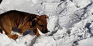 Junior joined the competition — help win amazing prizes! puppy, dog, snow, outdoor, animal, brown, young, pet, winter, playful, fur, canine, nature, cold, daylight, exploring, small, cute, walking, sunlight