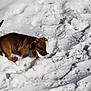puppy, dog, snow, outdoor, animal, brown, young, pet, winter, playful, fur, canine, nature, cold, daylight, exploring, small, cute, walking, sunlight