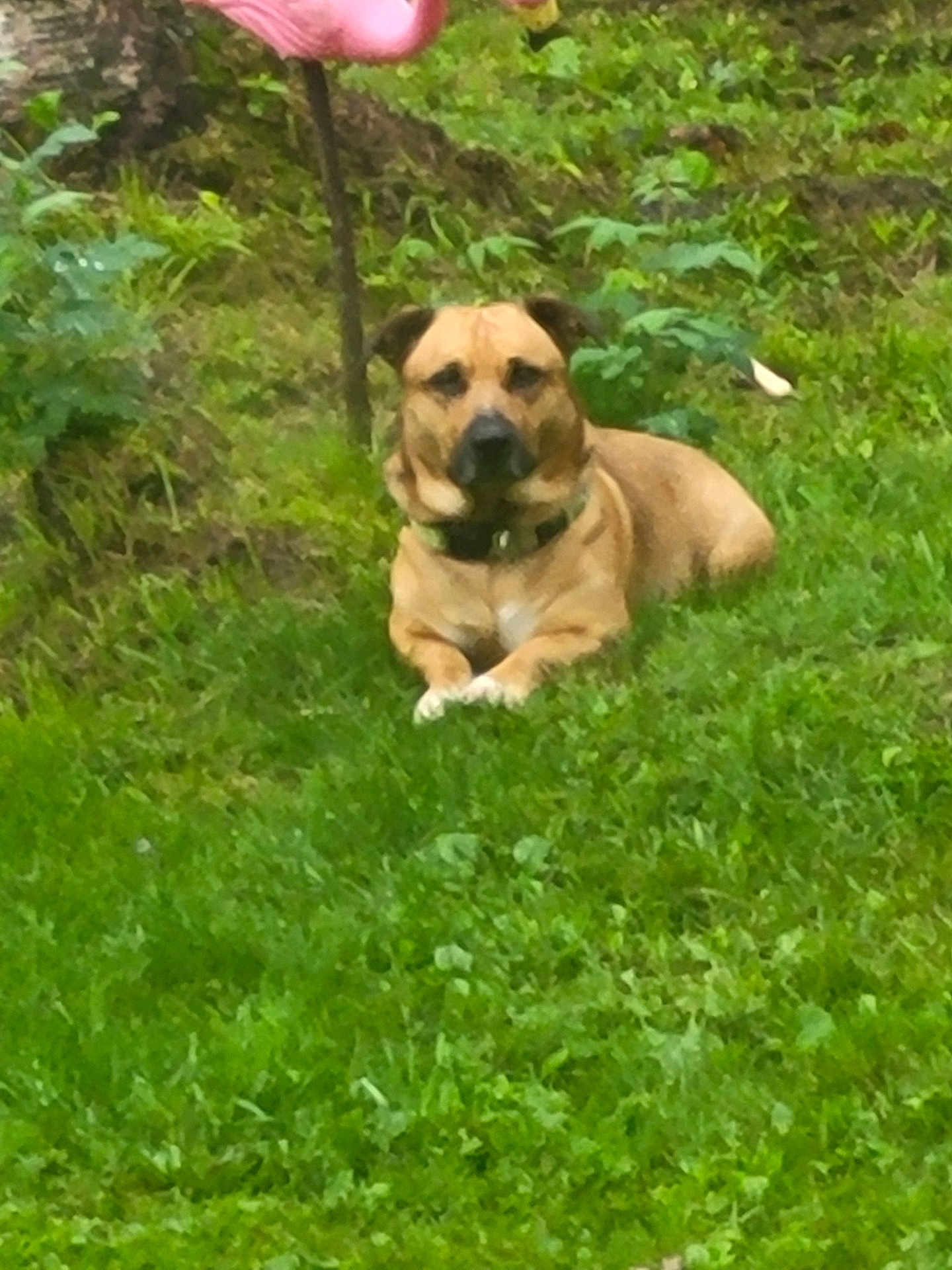 Junior joined the competition — help win amazing prizes! dog, grass, greenery, garden, pink_flamingo, animal, outdoor, pet, relaxed, nature, collar, mammal, laying_down, yard, plant, summer, canine, domestic_animal, flora, scenery