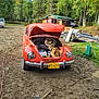 Junior joined the competition — help win amazing prizes! dog, car, vintage_car, orange_car, open_trunk, outdoor, dirt_ground, trees, shed, tools, license_plate, vehicle, nature, greenery, rural, relaxed, pet, canine, daylight, rustic