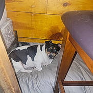 Lucy joined the competition — help win amazing prizes! bedding, carpet, chair, cozy, cushion, dog, eyeshine, flash, floor, indoor, looking_at_camera, mattress, mixed_breed, pet, resting, small_dog, stool, under_furniture, white_and_black, wood_paneling